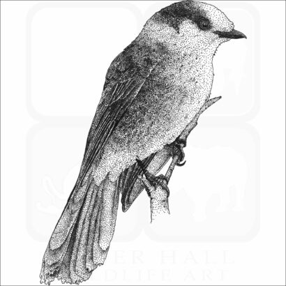 Gray Jay