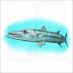 Great Barracuda illustration