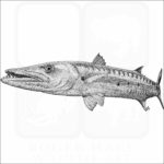 Great Barracuda