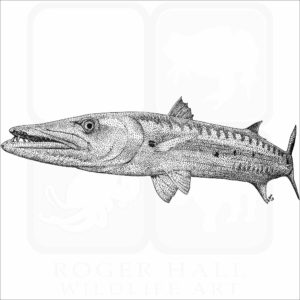 Great Barracuda