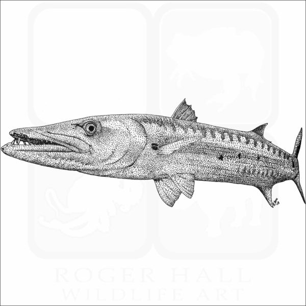 Great Barracuda