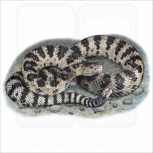 Great Basin Rattlesnake illustration