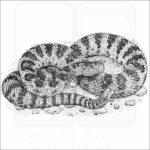 Great Basin Rattlesnake