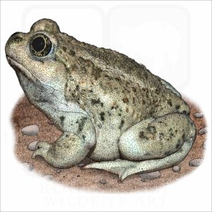 Great Basin Spadefoot Toad illustration