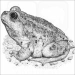 Great Basin Spadefoot Toad