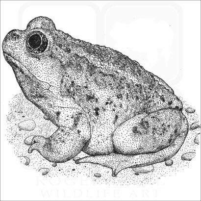 Great Basin Spadefoot Toad