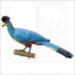 Great Blue Turaco illustration