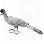 Great Blue Turaco