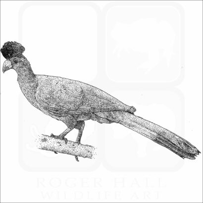 Great Blue Turaco