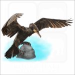 Great Cormorant illustration