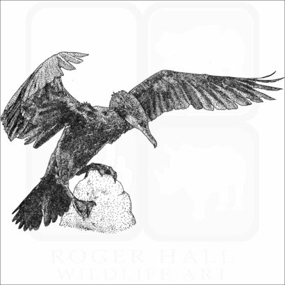 Great Cormorant
