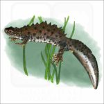 Great-Crested Newt illustration