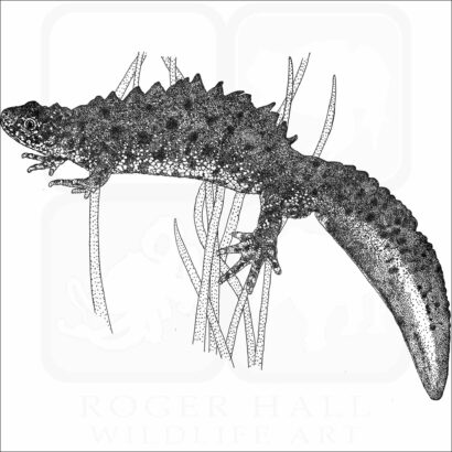 Great-Crested Newt