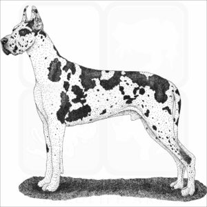 Great Dane