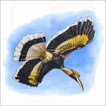 Great Indian Hornbill illustration
