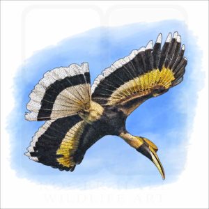 Great Indian Hornbill illustration