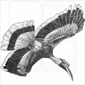 Great Indian Hornbill