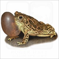 Great Plains Toad illustration