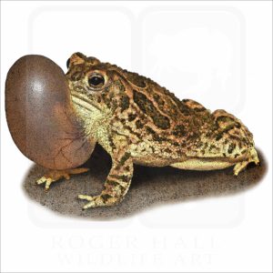 Great Plains Toad illustration