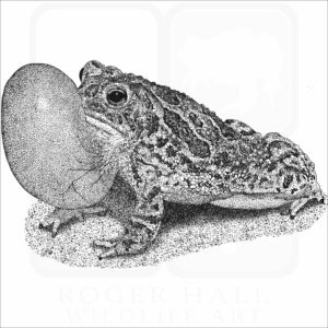 Great Plains Toad illustration
