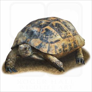 Greek Tortoise illustration