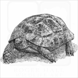 Greek Tortoise
