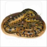 Green Anaconda illustration