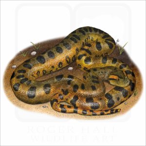 Green Anaconda illustration