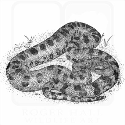 Green Anaconda