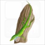 Green Anole illustration