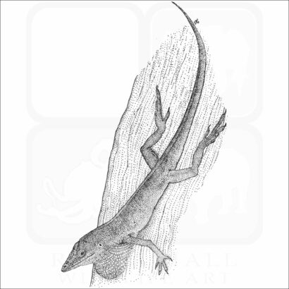 Green Anole