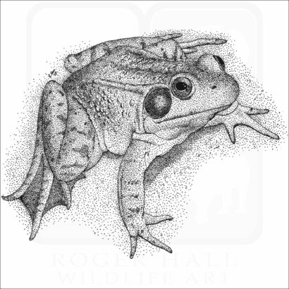 Green Frog