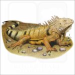 Green Iguana illustration