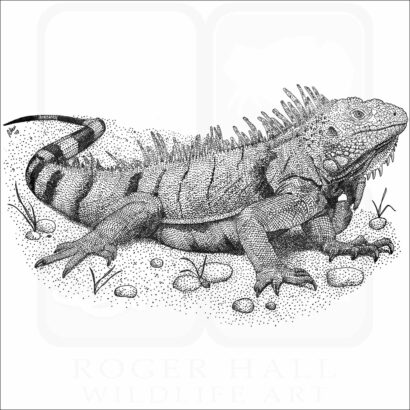 Green Iguana