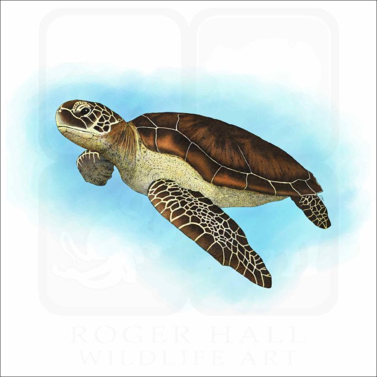 Green Sea Turtle - Signed Fine Art Print – inkart