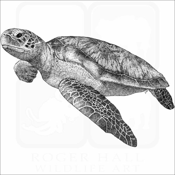 Green Sea Turtle