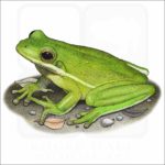 American Green Tree Frog illustration