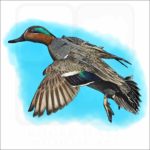 Green-Winged Teal illustration