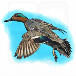 Green-Winged Teal illustration