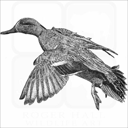 Green-Winged Teal