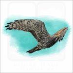 Grey-Faced Buzzard illustration