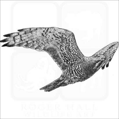 Grey-Faced Buzzard
