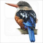 Grey-Headed Kingfisher illustration
