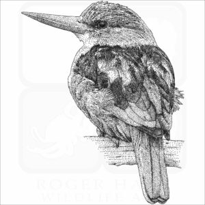 Grey-Headed Kingfisher