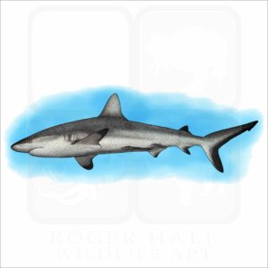 Grey Reef Shark illustration