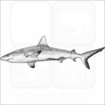 Grey Reef Shark