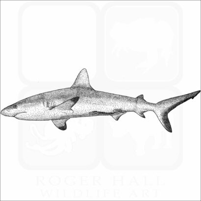 Grey Reef Shark
