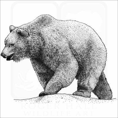 Grizzly Bear