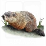 Groundhog or Woodchuck illustration