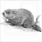 Groundhog or Woodchuck